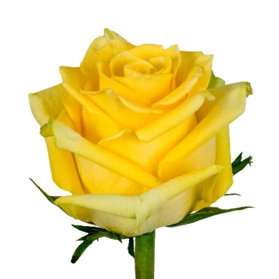 Roses - Yellow - 75 Stems
