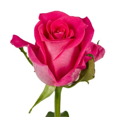 Roses - Hot Pink - 75 Stems