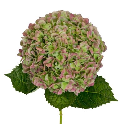 Jumbo Hydrangeas - Green - 12 Stems 