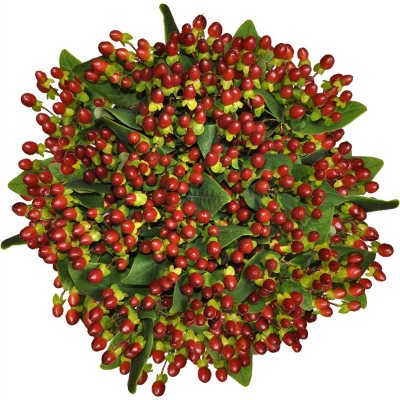 Premium Hypericum - Burgundy - 120 Stems