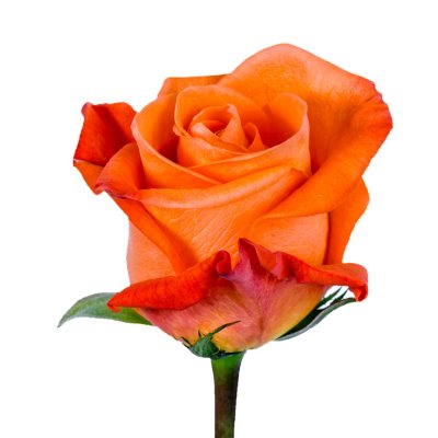 Roses - Orange - 100 Stems