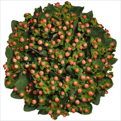 Premium Hypericum - Pink - 120 Stems