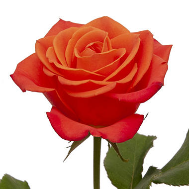 Roses - Orange - 125 Stems