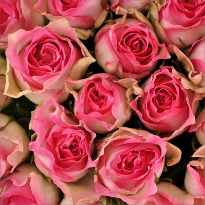 Roses - White & Pink - 100 Stems