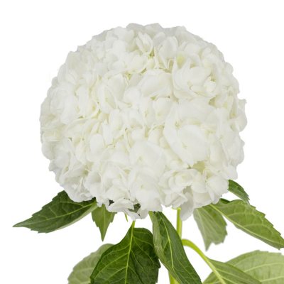Jumbo Hydrangeas - White - 12 Stems