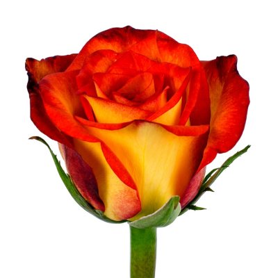 Roses - Bicolor Yellow & Red - 100 Stems
