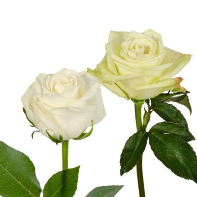 Roses - Green & White - 125 Stems