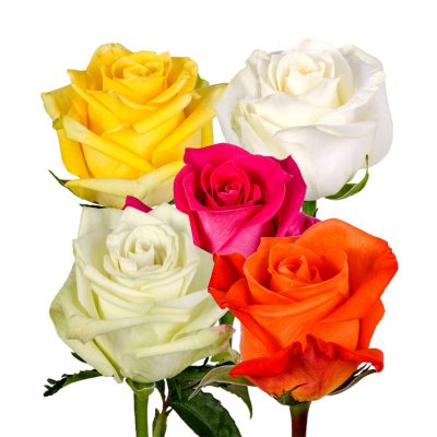 Roses - Assorted Colors - 125 Stems