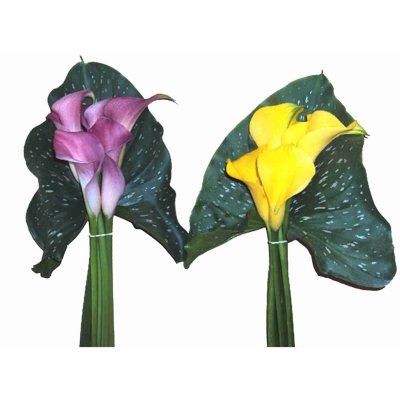 Mini Calla Lily Bouquet