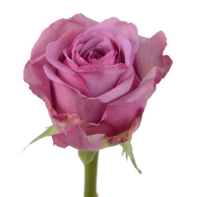 Roses - Cool Water - 100 Stems