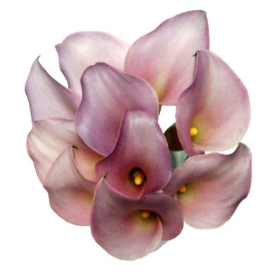 Mini Calla Lily - Lavender - 100 Stems