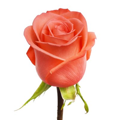 Roses - Movie Star - 100 Stems