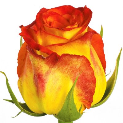 Roses - Circus - 100 Stems