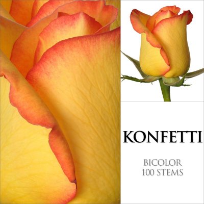 Roses - Konfetti - 100 Stems