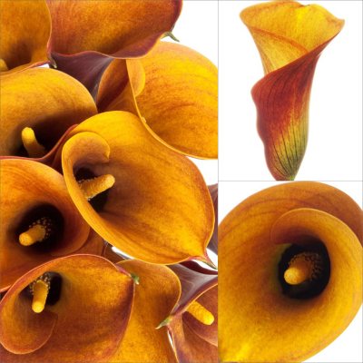 Mini Calla Lily - Orange - 100 Stems