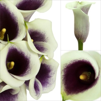Mini Calla Lily - Picasso - 100 Stems