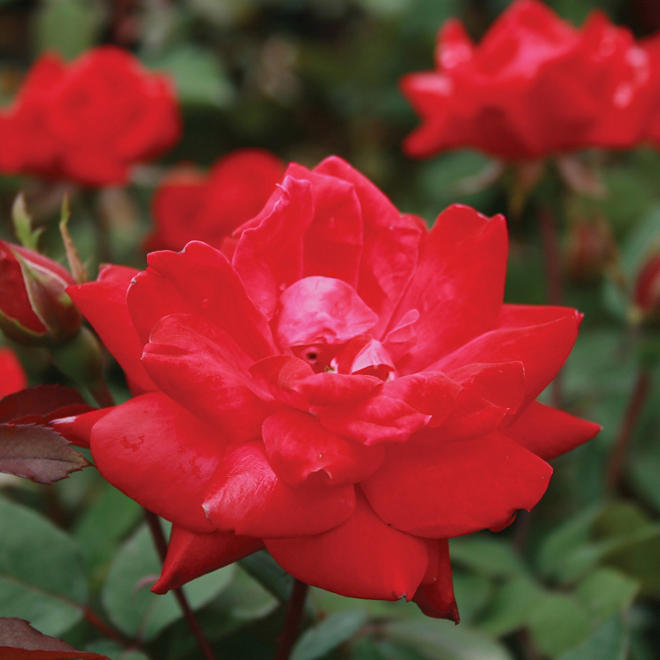 (10-Qt) Rose Shrub Pot - Southwestern Gardening