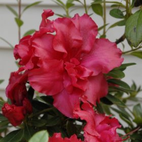 potted plants azalea samsclub qt repeat blooming southwestern gardening pot club