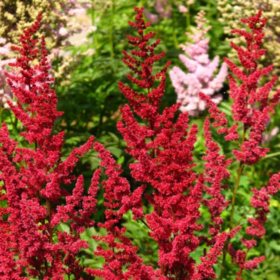 6-Qt. Astilbe Pot - Southwestern Gardening