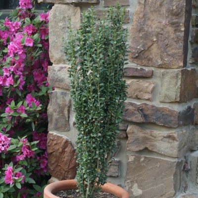 Holly, Sky Pencil Sam's Club