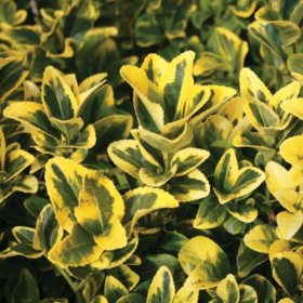 Euonymus, Assorted