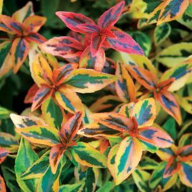 Abelia, Assorted #3
