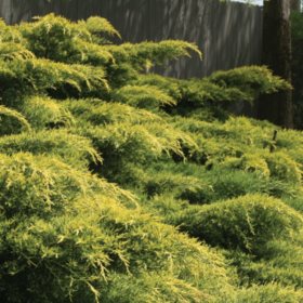 (10-Qt) Juniper Pot - Northeast Gardening