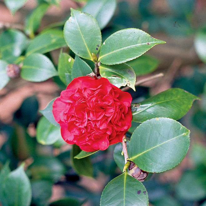 (10-Qt) Camellia Pot - Northeast Gardening