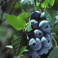 Blueberry Shrub, Assorted