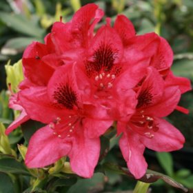 Rhododendron, Assorted #5