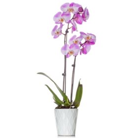 Just Add Ice 5" Orchid in Decorative Ceramic Pot