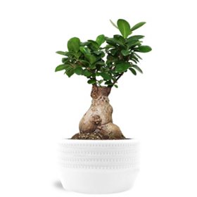 Just Add Ice 6" Bonsai Tree in Ceramic Pot