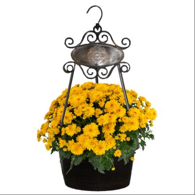 Mum Hanging Basket Sam's Club