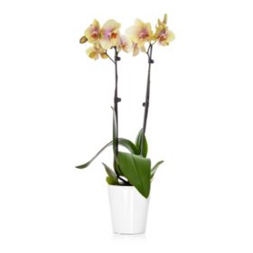 5" Orchid in Decorative Ceramic Pot		