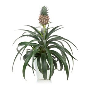 Wild Interiors 5" Pineapple Bromeliad in Ceramic Pot