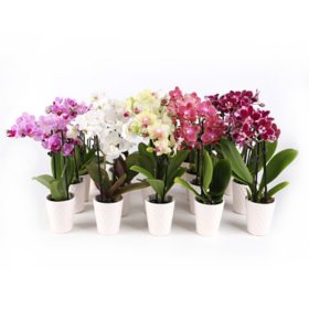 Live 2.5" Multi-Color Mini Orchid's in Ceramic Pot, 12 Pack