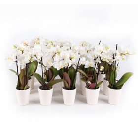 Live White Mini Orchid's in Ceramic Pot, 12 Pack