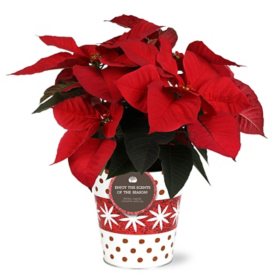 Scented Red Poinsettia Live Plants in 6.5" Holiday Tin Planter, House Plant