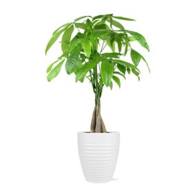Live 5" Money Tree in White Ceramic Pot