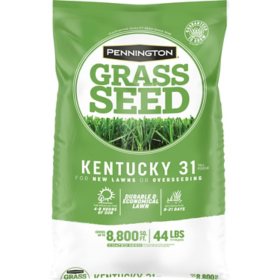 Pennington KY-31 Tall Fescue Grass Seed, 44 lbs