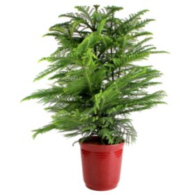 10" Norfolk Island Pine