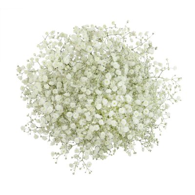 Member's Mark Premium Gypsophila (Color and variety may vary