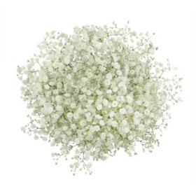 Member's Mark Premium Gypsophila, Color and variety may vary