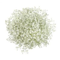 Premium Gypsophila, Baby's Breath (variety and colors may vary)