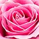 Pink, variant on Member's Mark Roses and Greenery Vase Arrangement, Choose color and stem count