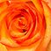 Bicolor, variant on Member's Mark Roses and Greenery Vase Arrangement, Choose color and stem count