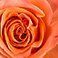 Orange, variant on Member's Mark Roses and Greenery Vase Arrangement, Choose color and stem count
