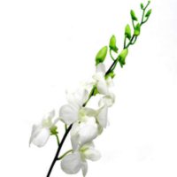 Orchids, Dendrobium White (70 stems)