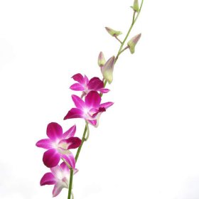 Orchids, Dendrobium Bicolor Purple and White (70 stems)