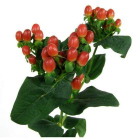 Member's Mark Hypericum, 100 stems (Choose Color Variety)